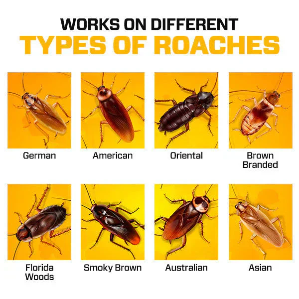 Roach Shield Natural Gel – Safe & Powerful Cockroach Repellant for Kitchens, Bathrooms & Cabinets - Image 9